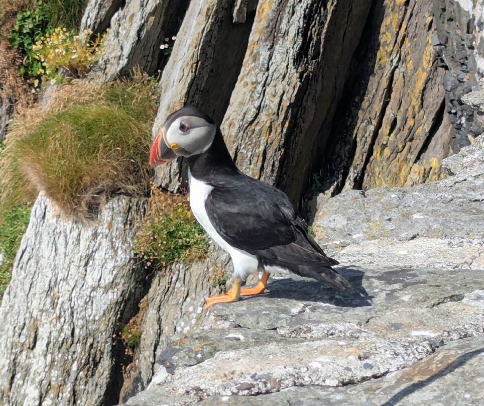 Skellig Michael Landing Tours on Force Awakens-Ballinskelligs必去景点