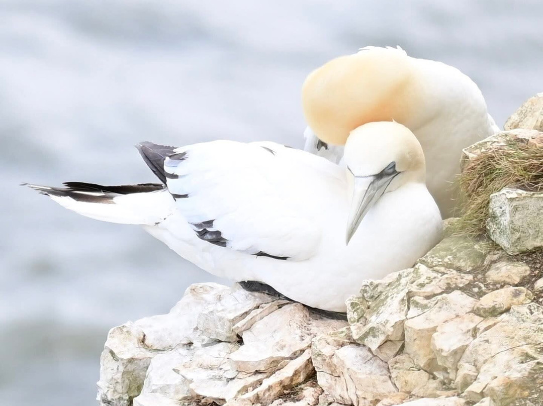 RSPB Bempton Cliffs-Bempton必去景点