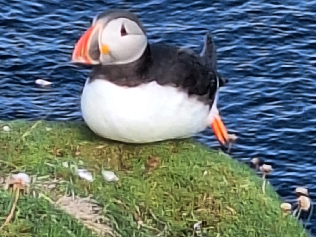 Shetland Wool Adventures-Lerwick必去景点