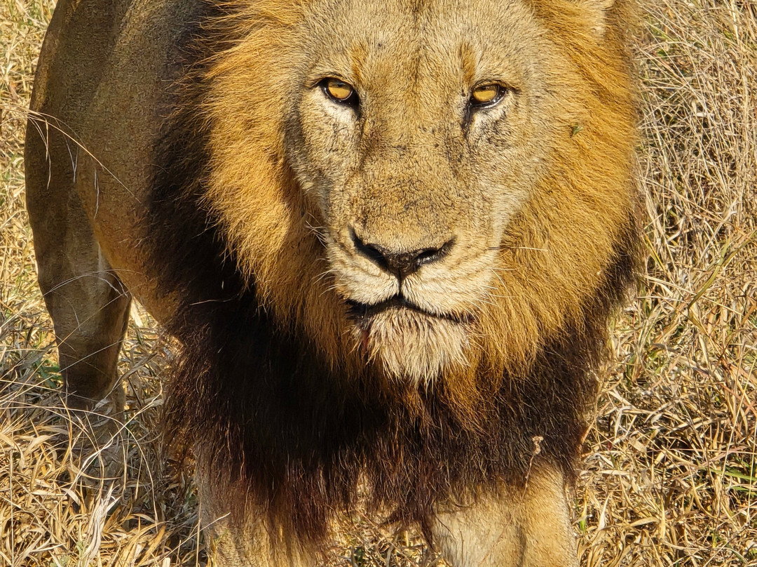 The Kruger Safari Co.-司库库札必去景点