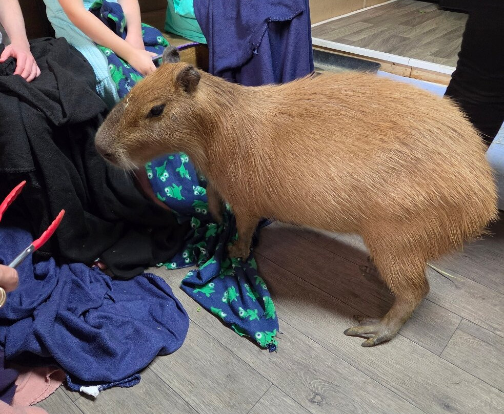Capybara Cafe-Saint Augustine Beach必去景点