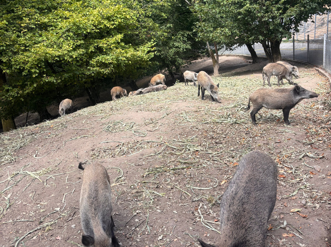 Wild- & Freizeitpark-Klotten必去景点