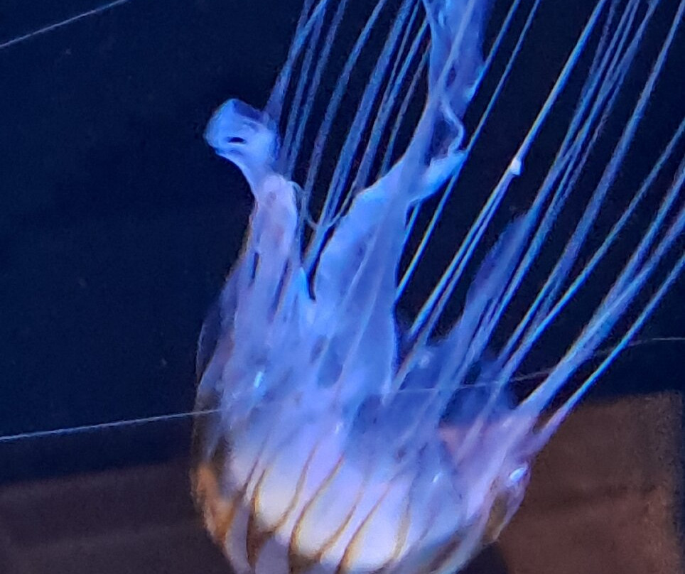 Bergen Aquarium-卑尔根必去景点