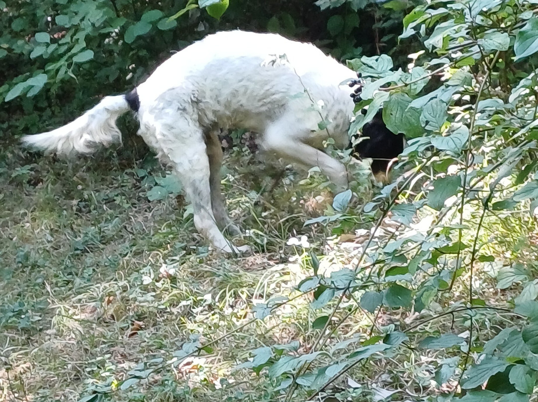 Truffle in Tuscany-圣米尼亚托必去景点