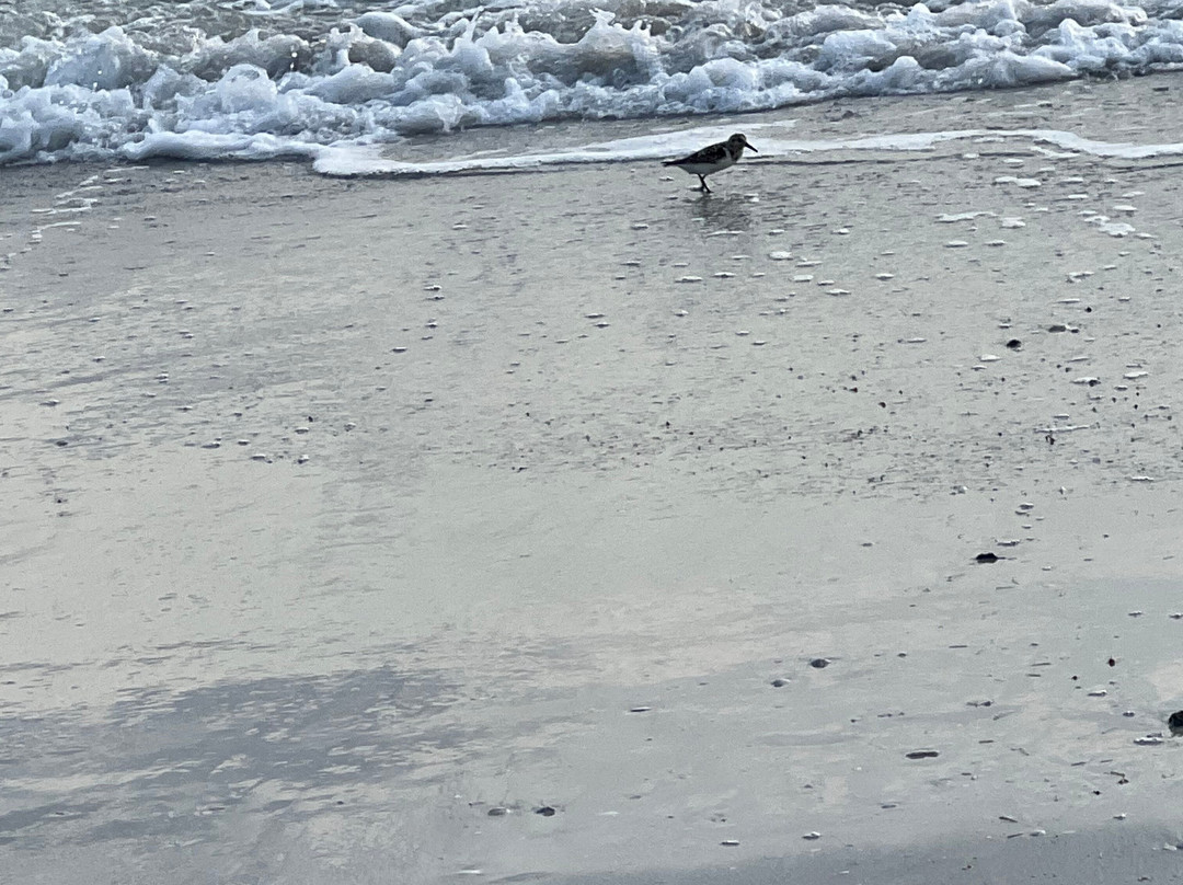 Pass-a-Grille Beach, Florida-圣彼得海滩必去景点