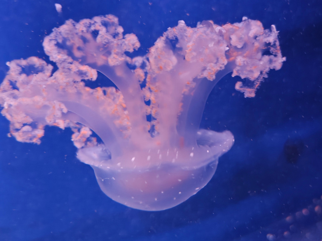 丹麦国家水族馆-哥本哈根必去景点