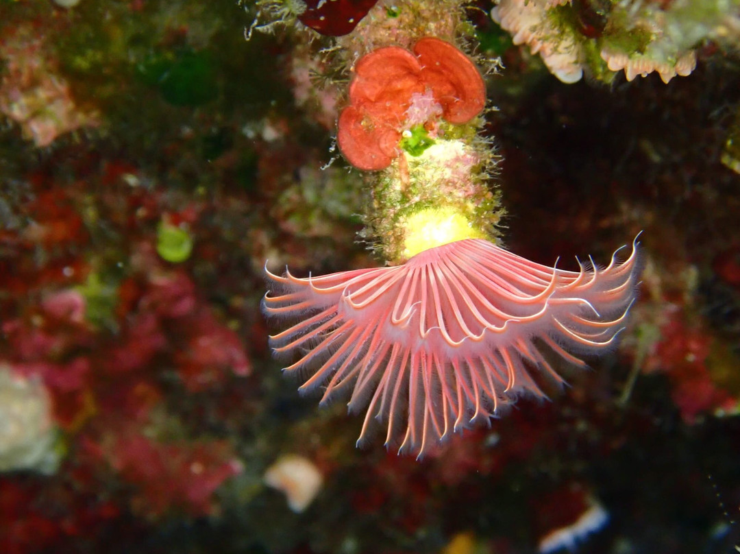 Lustrica diving-Ustica必去景点