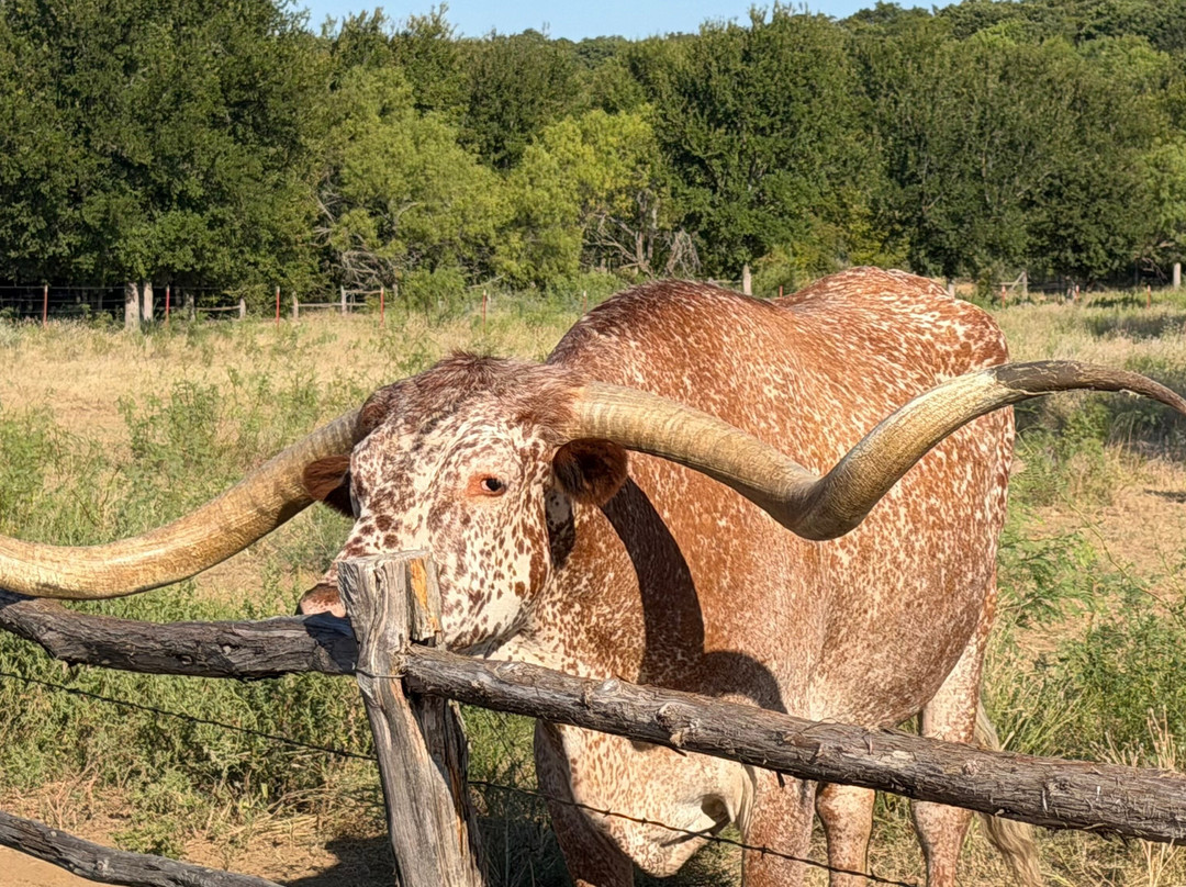 Wildcatter Ranch主图