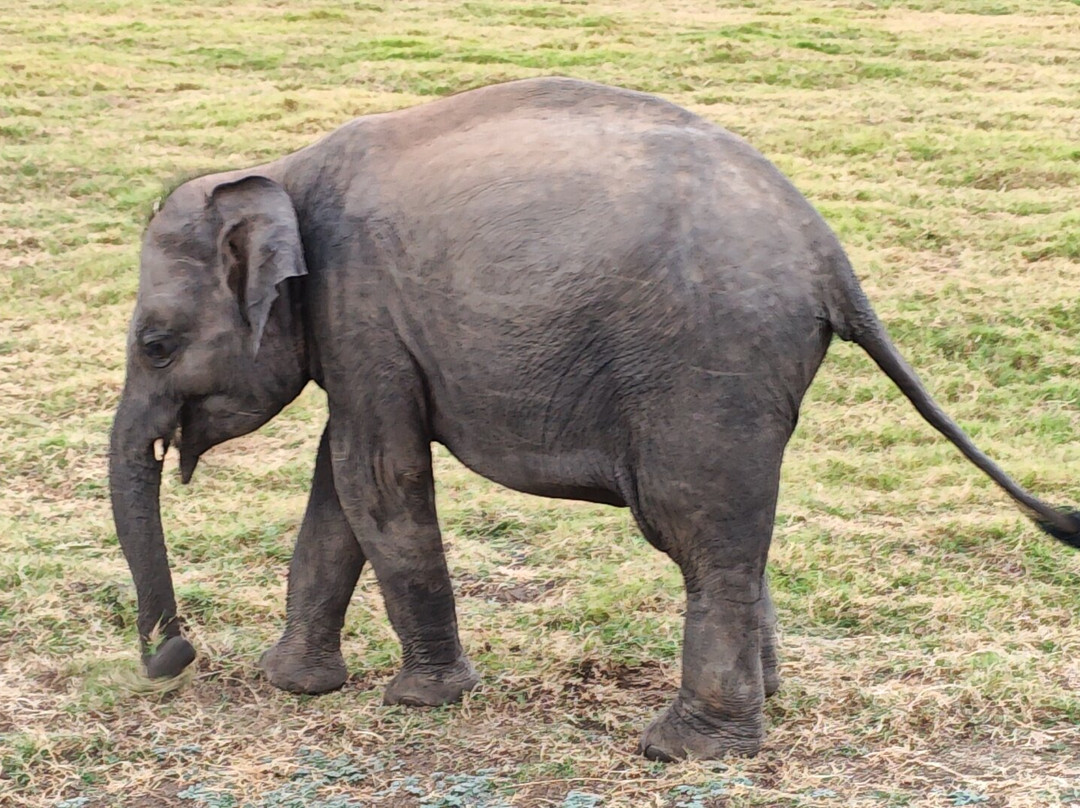 Dim Tours Sri Lanka-班托塔必去景点