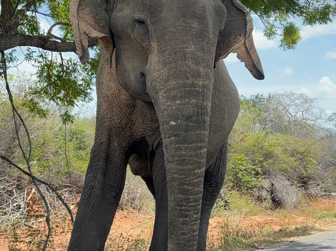 Compass Lanka Tours-Yakkala必去景点