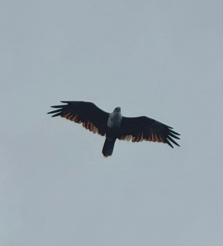 Wildlife Wonders Sri Lanka-唐卡拉必去景点