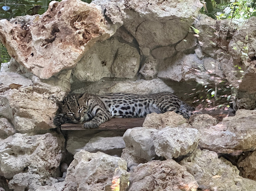 Croco Cun Zoo-从莫雷洛斯港必去景点