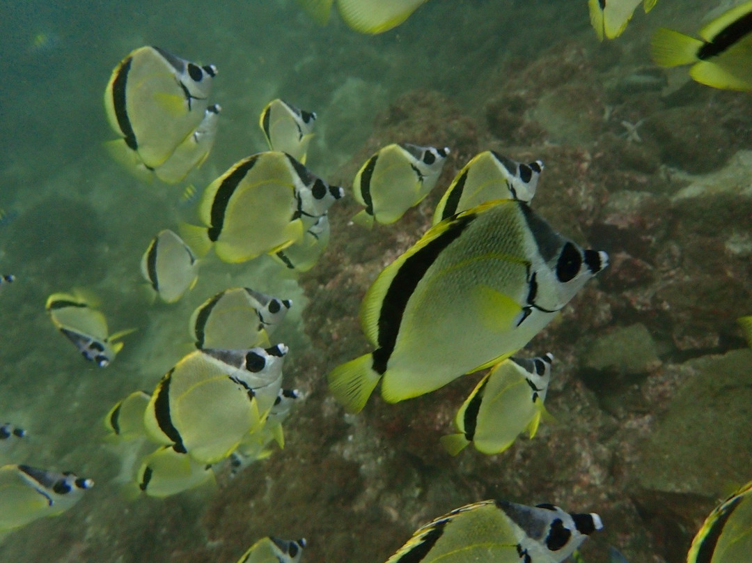 SCUBA Diving at Summer Salt Dive Center-Playas del Coco必去景点