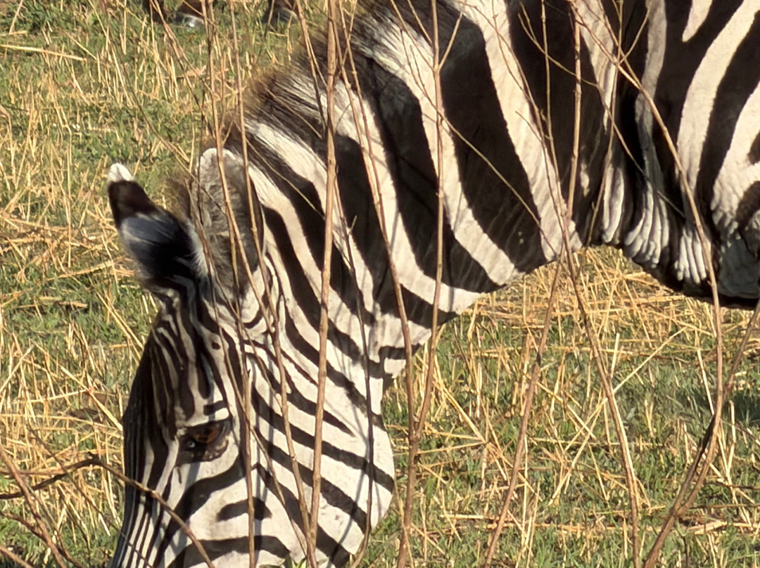 Makasa Tanzania Safaris-莫西必去景点