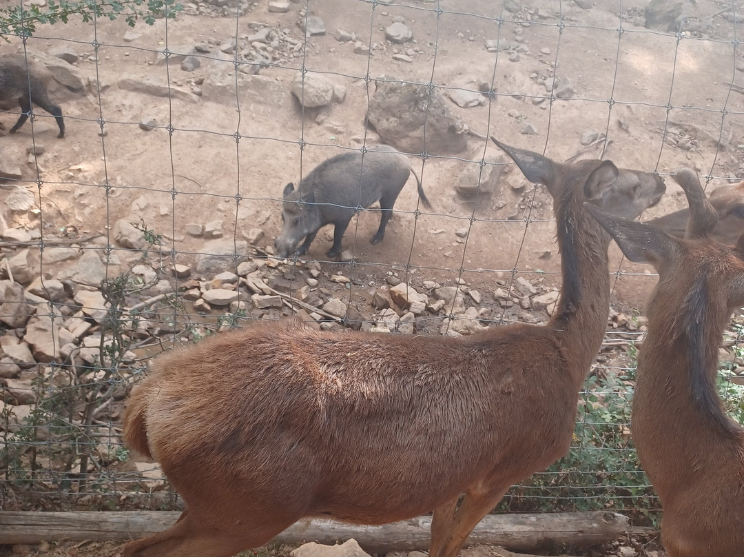 Parc Animalier Le Saint Hubert-Montrozier必去景点