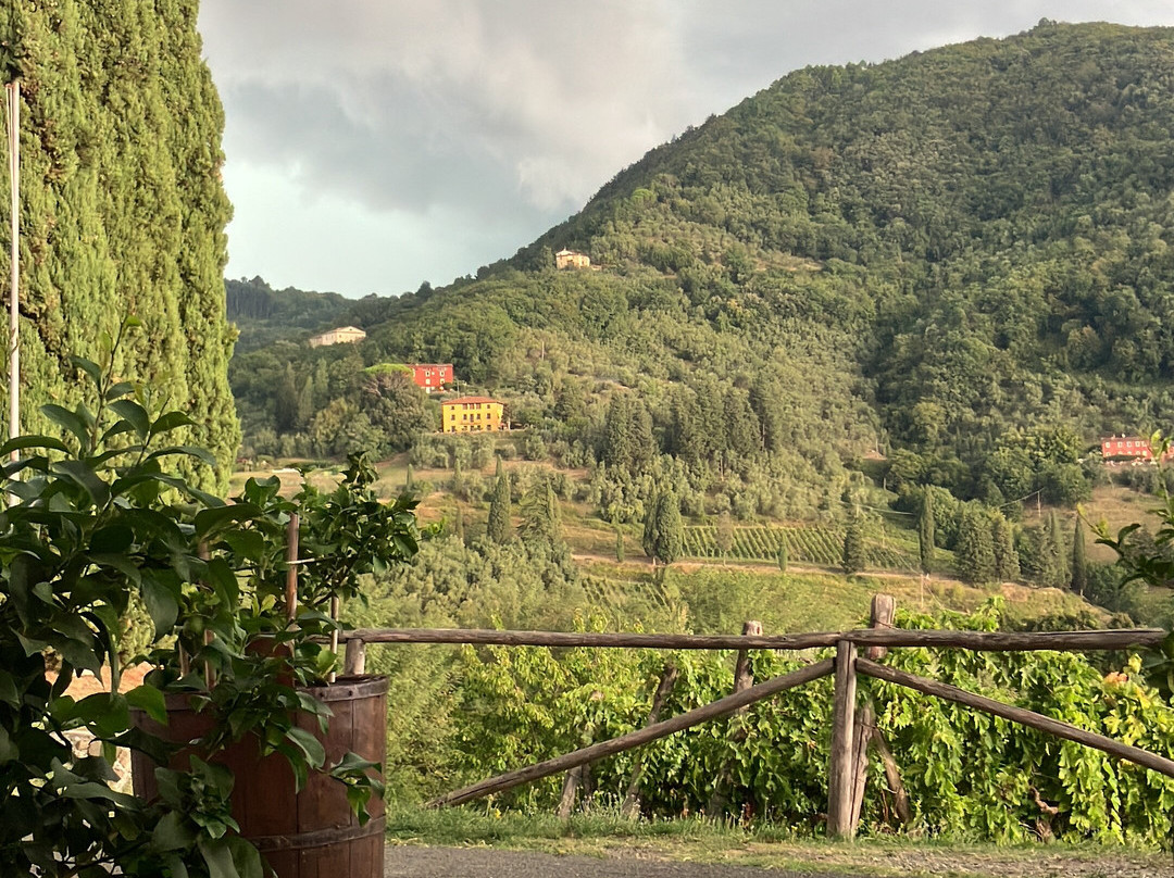Tenuta Adamo Winery-卢卡必去景点