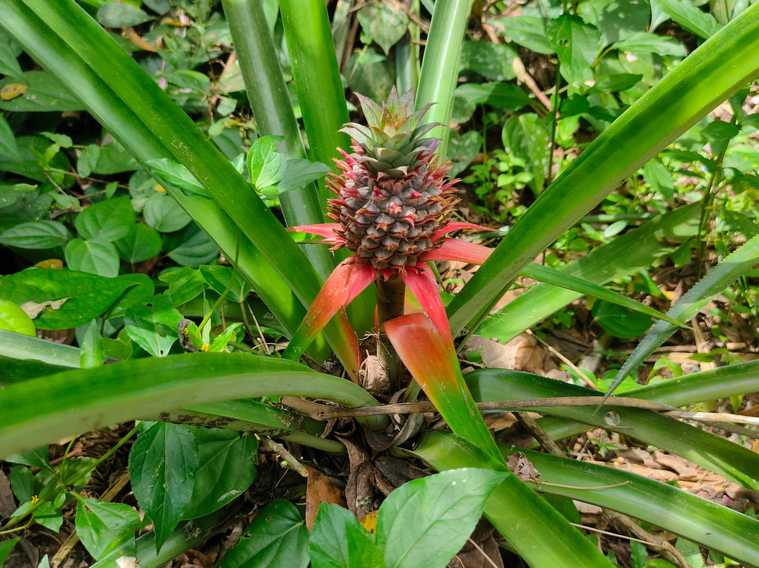Shabuta Spice Farm-石头城必去景点