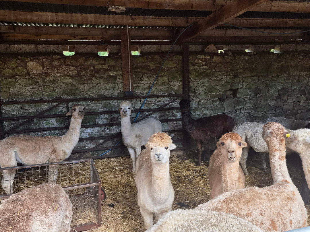 Hebbs Alpacas-Canonbie必去景点