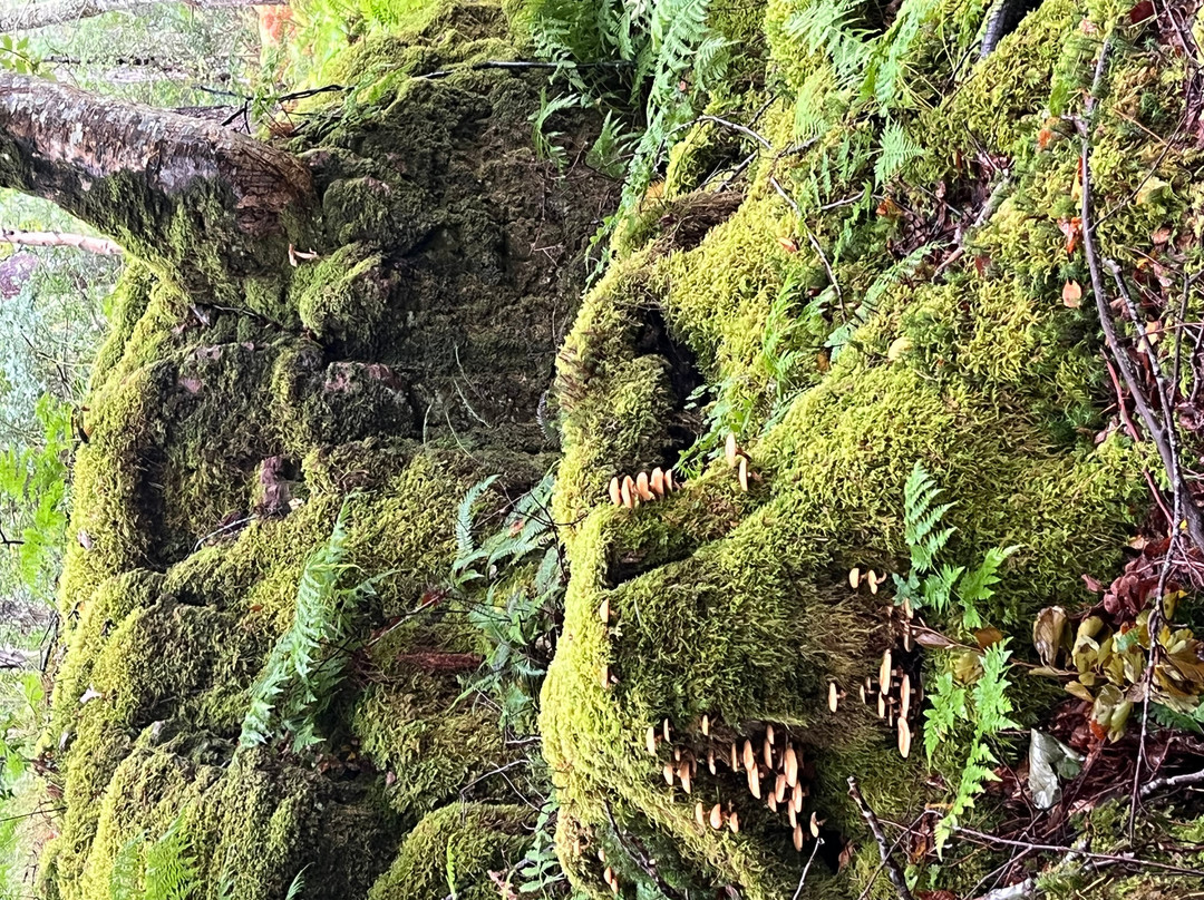 Wild Ewe Safaris-Poolewe必去景点