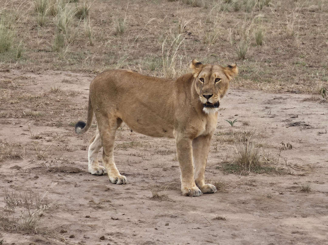 Kigezi Vima Safaris-Kibale National Park必去景点