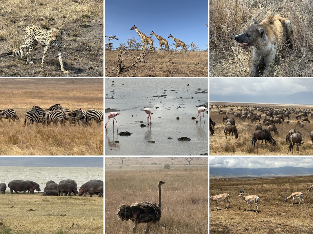 Wild Authentic Tanzania-阿鲁沙必去景点