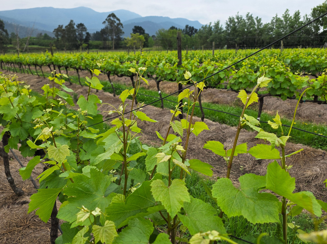 Newstead Wines Restaurant-普利登堡湾必去景点
