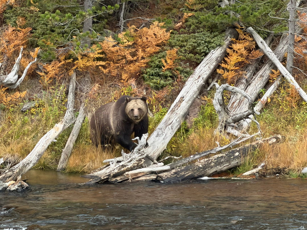 Yellowstone National Park-黄石国家公园必去景点