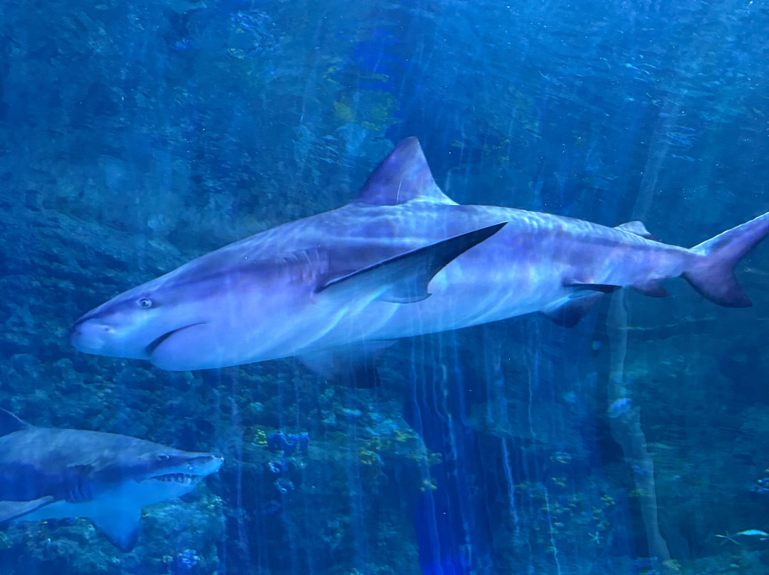 The National Aquarium Abu Dhabi-阿布扎比必去景点