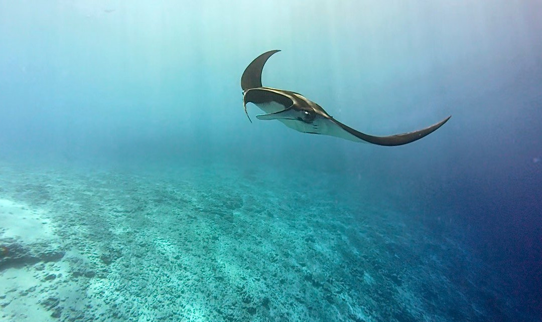 Pelagic Divers Fuvahmulah-Fuvahmulah必去景点