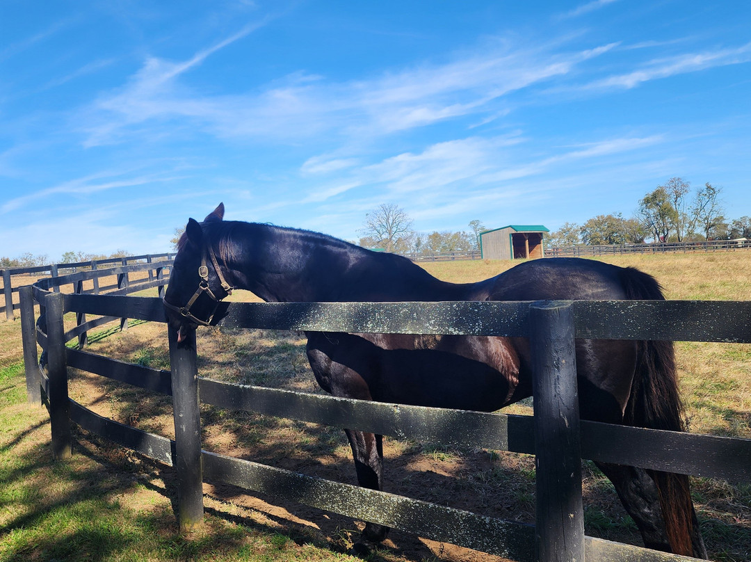 Old Friends at Dream Chase Farm-Georgetown必去景点