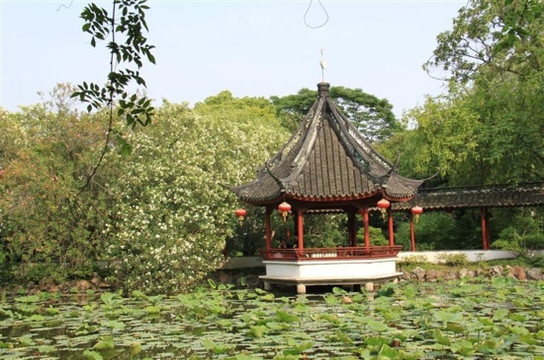 醉白池公园-上海市必去景点