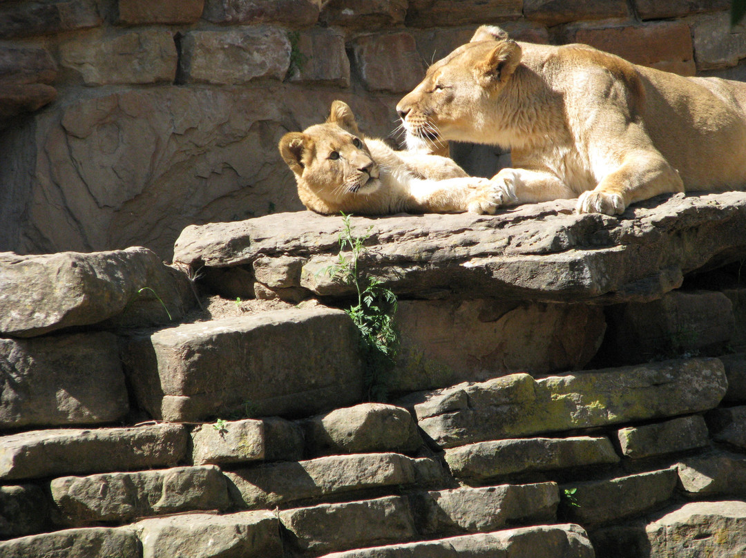 Fort Worth Zoo-沃思堡必去景点