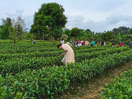 恩施茶园-恩施市必去景点