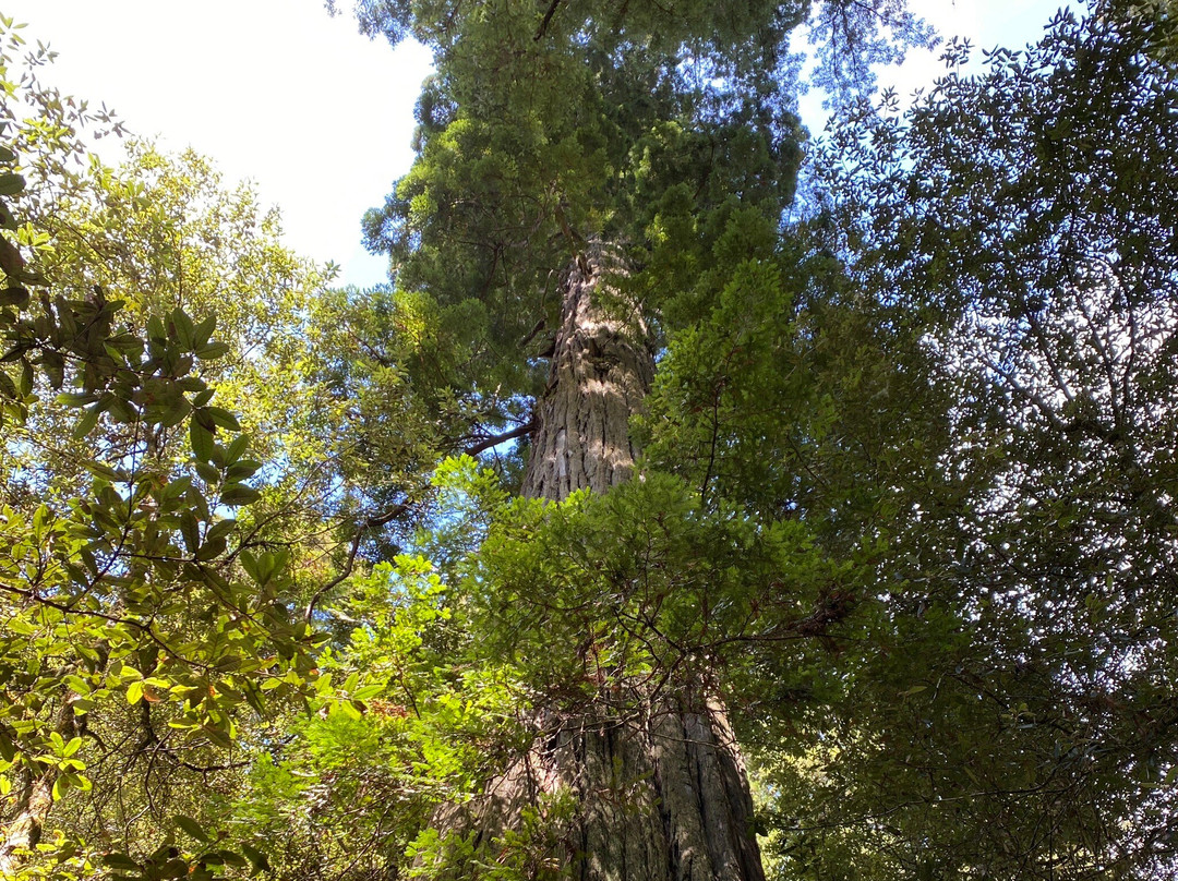 Lady Bird Johnson Grove景点图片
