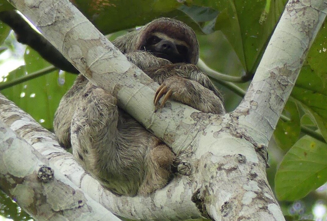 Oxígeno Amazonas景点图片