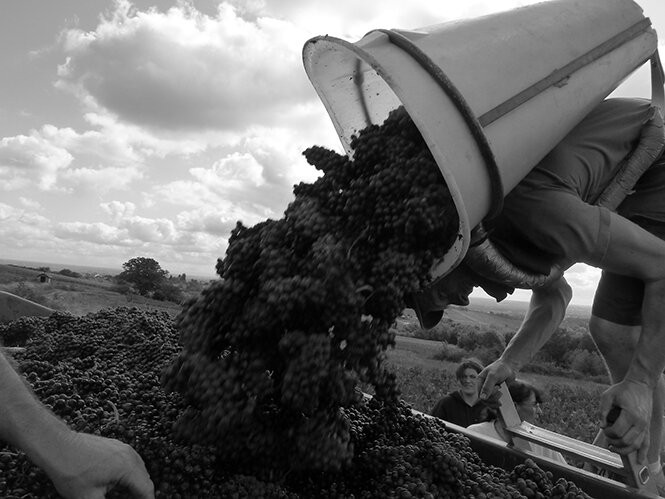 Domaine de la Creuze Noire