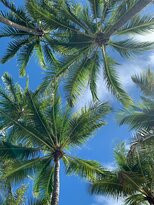 Hartig Yoga-棕榈湾必去景点