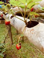 Pousada Canteiros主图