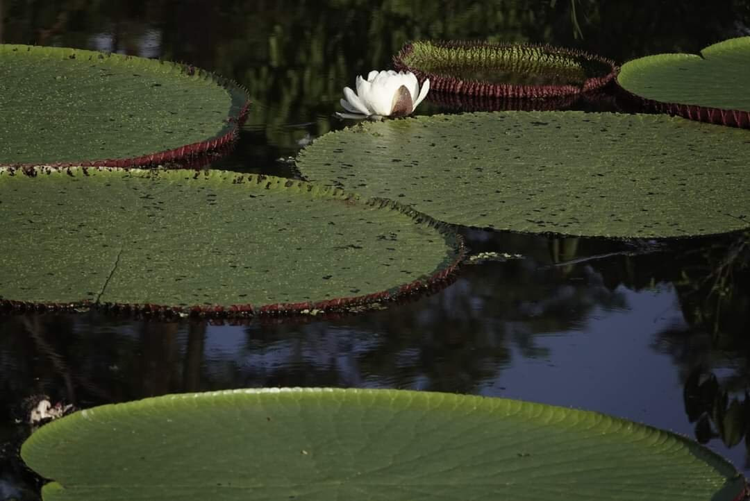 Kurupira Floating Cabin Amazonas主图