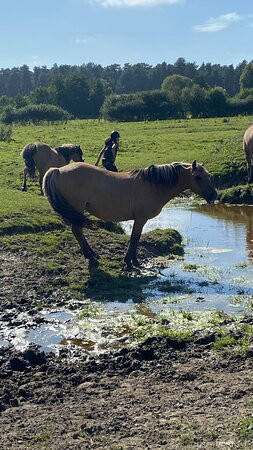 Espaces Equestres Henson景点图片