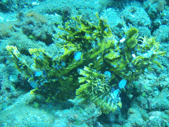 Alor Kecil旅游攻略图片