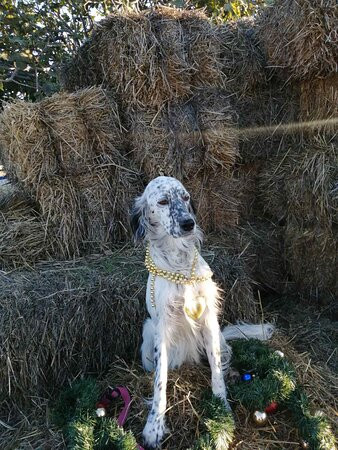 Kardamena Horse Riding Center-卡达米那必去景点