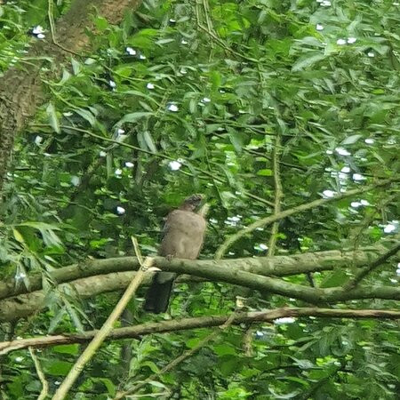 Reddish Vale Country Park景点图片