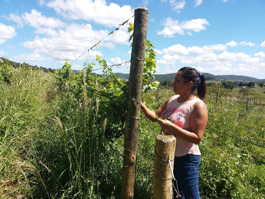 Pireneus Vinhos e Vinhedos-Cocalzinho de Goias必去景点