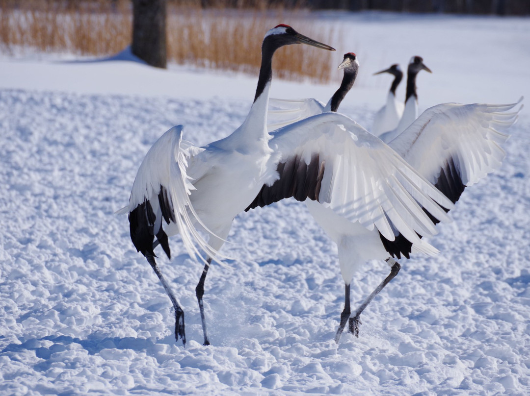 鹤居村旅游景点-Tsurui Ito Red-crowned Crane Sanctuary