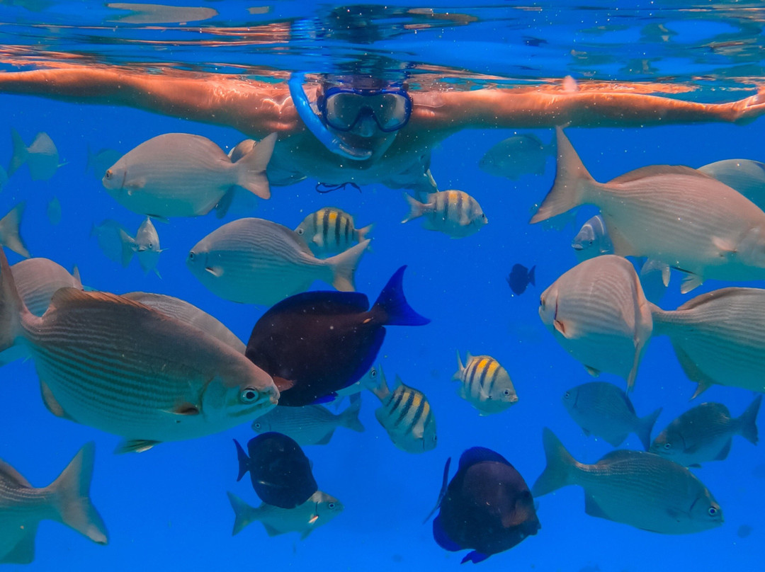 Honeymoonholidays.Co ID