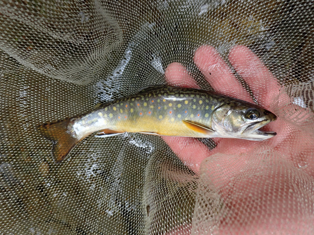 Uncle Jammer's Guide Service-Saint Albans必去景点