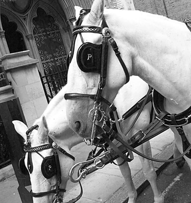 Homewood Suites by Hilton Cambridge-Waterloo, Ontario主图