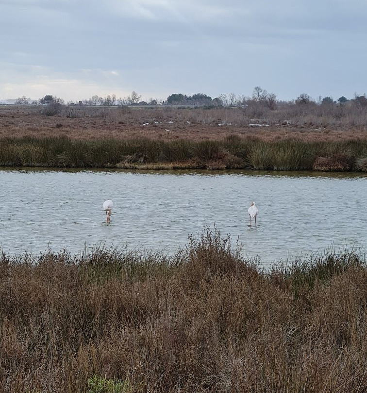 Camargue Decouverte-艾格莫尔特必去景点