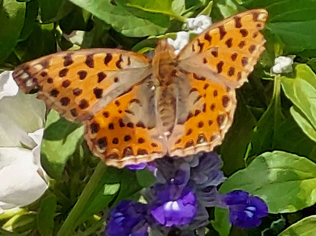 Centro Storico di Tarquinia-塔尔奎尼亚必去景点